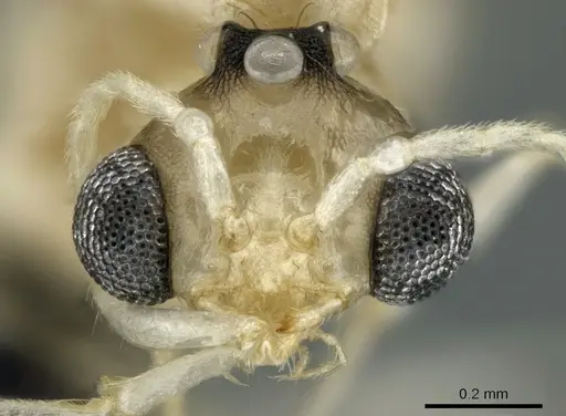 Royidris notorthotenes - CASENT0002239