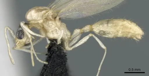 Royidris notorthotenes - CASENT0002239