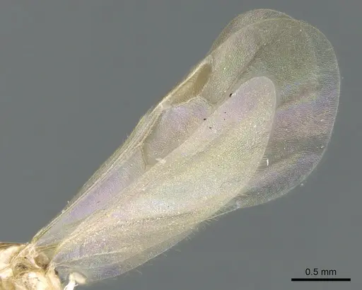 Royidris notorthotenes - CASENT0002239