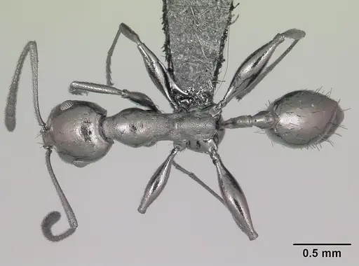 Royidris notorthotenes - CASENT0002244