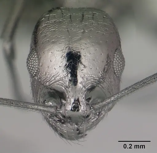 Royidris notorthotenes - CASENT0002244