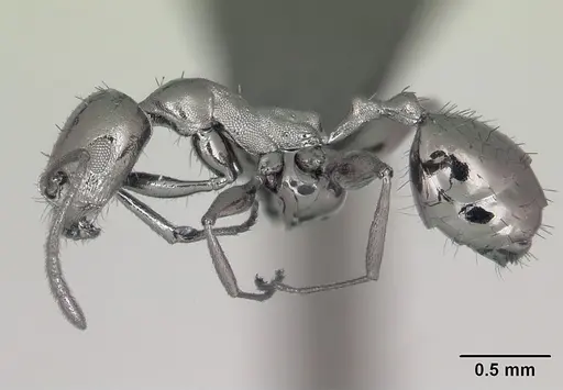 Royidris notorthotenes - CASENT0002244