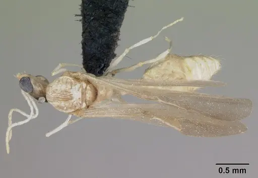 Royidris notorthotenes - CASENT0002249