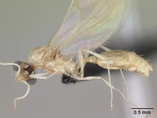 Royidris notorthotenes - CASENT0002249