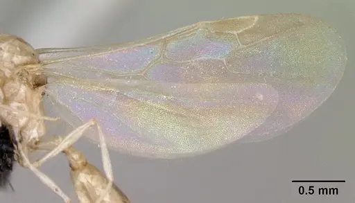 Royidris notorthotenes - CASENT0002249