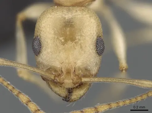 Royidris notorthotenes - CASENT0002250