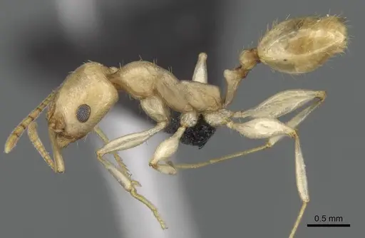 Royidris notorthotenes - CASENT0002250