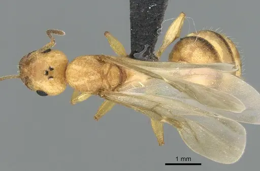 Royidris notorthotenes - CASENT0002255