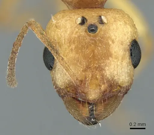 Royidris notorthotenes - CASENT0002255