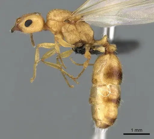 Royidris notorthotenes - CASENT0002255