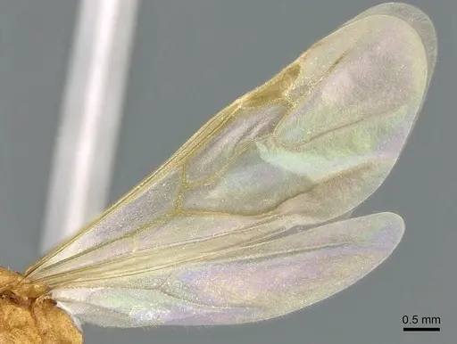 Royidris notorthotenes - CASENT0002255