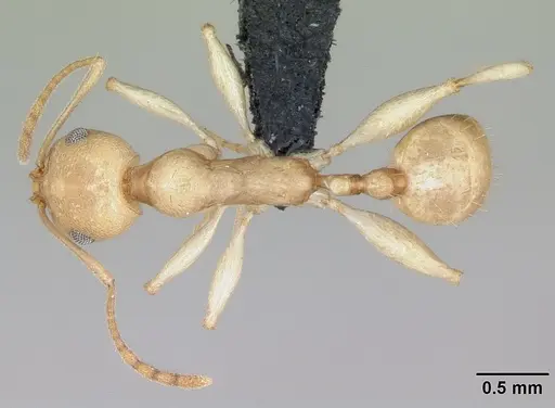 Royidris notorthotenes - CASENT0002257