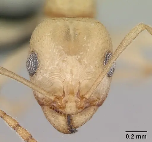 Royidris notorthotenes - CASENT0002257