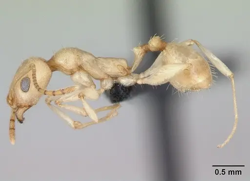 Royidris notorthotenes - CASENT0002257