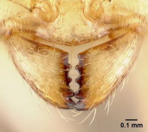Royidris notorthotenes - CASENT0002258