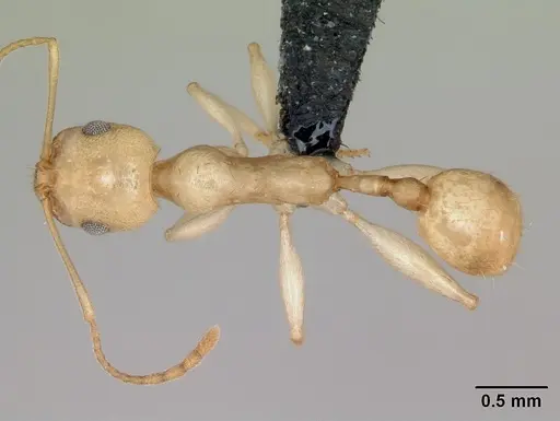 Royidris notorthotenes - CASENT0002259