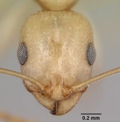 Royidris notorthotenes - CASENT0002259