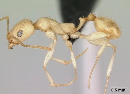 Royidris notorthotenes - CASENT0002259