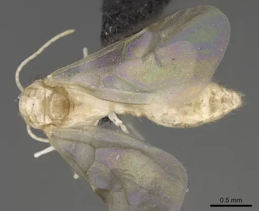 Royidris notorthotenes - CASENT0003824