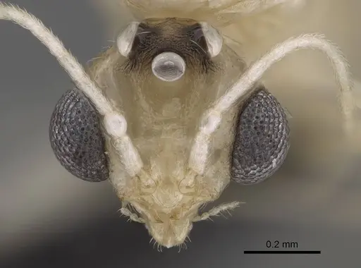 Royidris notorthotenes - CASENT0003824