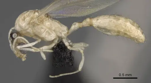 Royidris notorthotenes - CASENT0003824