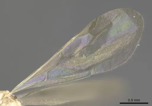 Royidris notorthotenes - CASENT0003824