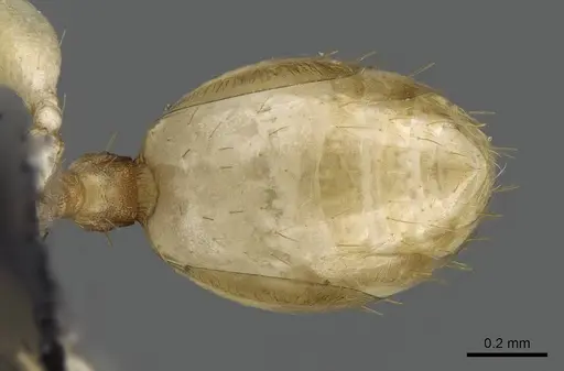 Royidris notorthotenes - CASENT0009805