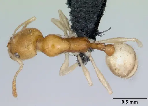 Royidris pallida specimen