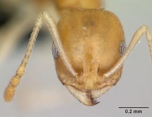 Royidris pallida specimen