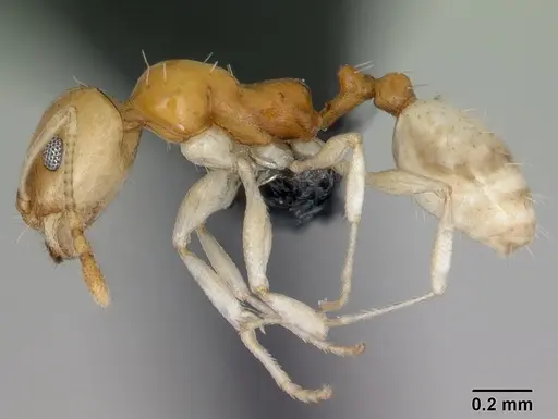 Royidris pallida specimen