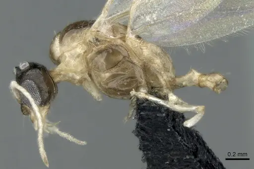 Royidris peregrina specimen