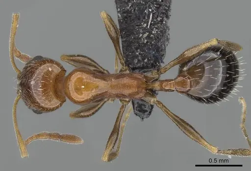 Royidris pulchra specimen