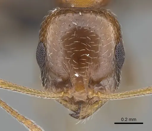 Royidris pulchra specimen