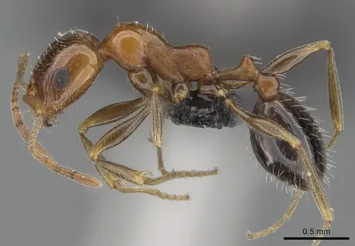 Royidris pulchra specimen