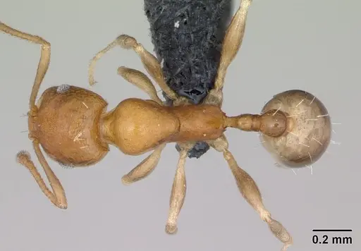 Royidris robertsoni specimen