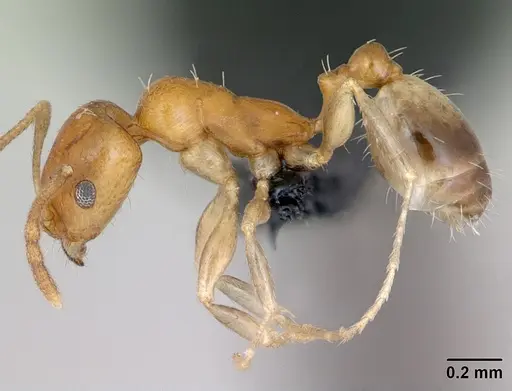 Royidris robertsoni specimen