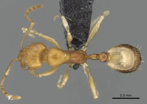 Royidris robertsoni - CASENT0035270