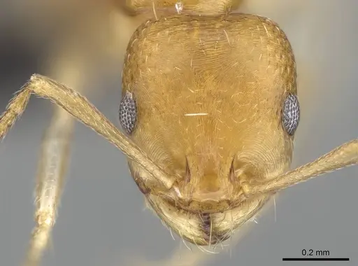 Royidris robertsoni - CASENT0035270