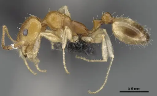 Royidris robertsoni - CASENT0035270