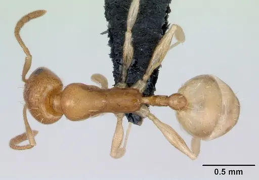 Royidris robertsoni - CASENT0077935