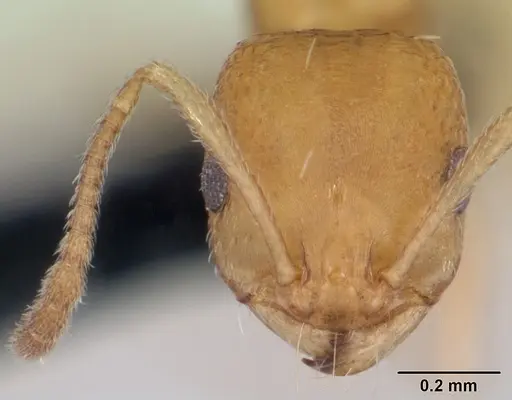 Royidris robertsoni - CASENT0077935