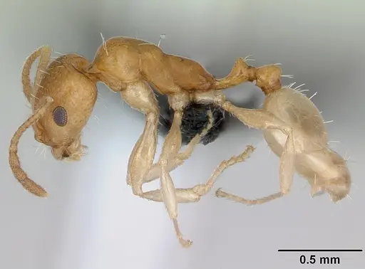 Royidris robertsoni - CASENT0077935