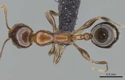 Royidris singularis specimen