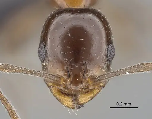 Royidris singularis specimen