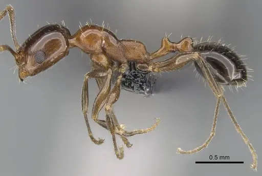 Royidris singularis specimen