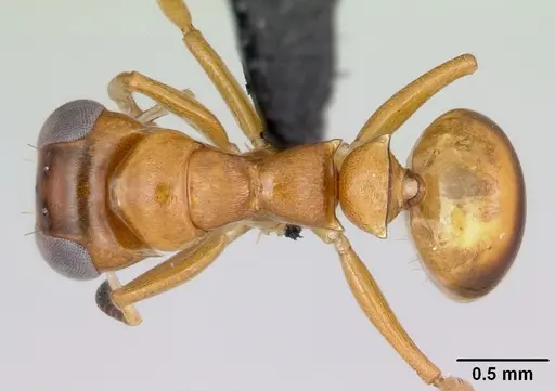 Santschiella kohli specimen