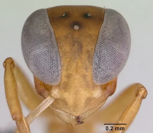 Santschiella kohli specimen