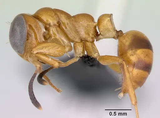 Santschiella kohli specimen