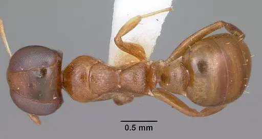 Santschiella kohli - CASENT0101647