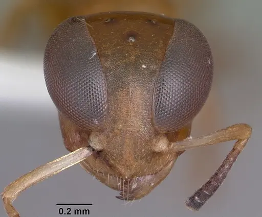 Santschiella kohli - CASENT0101647